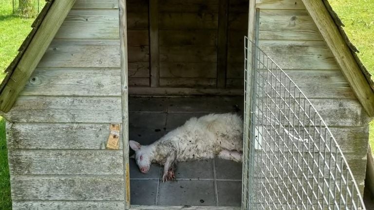 Het dier mocht z'n roes uitslapen in dit stalletje (foto: wijkagent_de_groote_wielen/Instagram).
