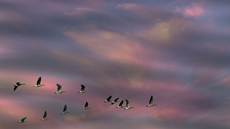 Als de winter in aantocht is, vliegen wilde ganzen naar het zuiden (archieffoto: Eric Huybregts/Flickr).