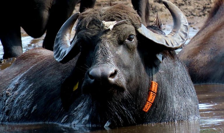 Een waterbuffel met een witte kwikstaart (foto: Patricia Smulders).