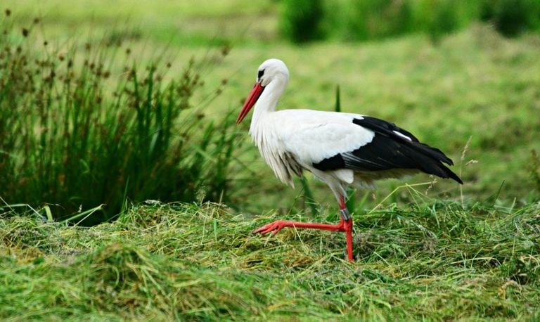 Een ooievaar (foto: Mabel Amber via Pixabay).