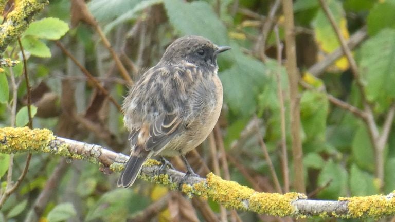 Het vrouwtje van de roodborsttapuit (foto: Yvonne Rommelaars).