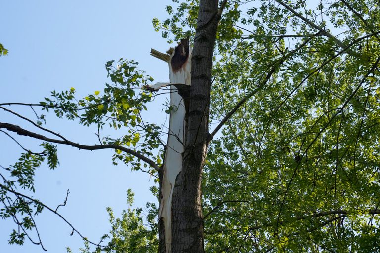 Een tak brak van de boom aan de Veldbeemd in Helmond (foto: Harrie Grijseels/SQ Vision).