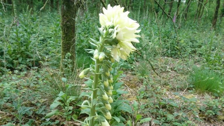 Een pelorische bloem op vingerhoedskruid met witte bloemen (foto Barbara Mans).