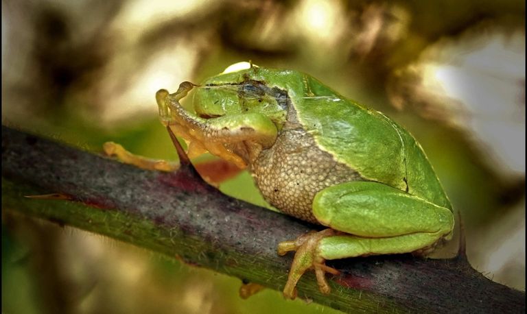 Een boomkikker met slijm (foto: Wim van Diem).