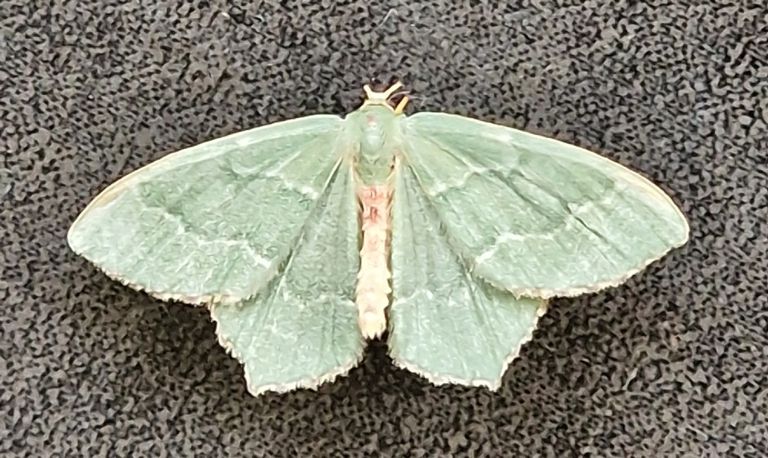 Kleine zomervlinder (foto: Karin Cornelissen)