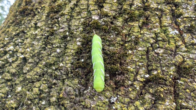 De rups van de ligusterpijlstaartvlinder (foto: Marcel Bouw).