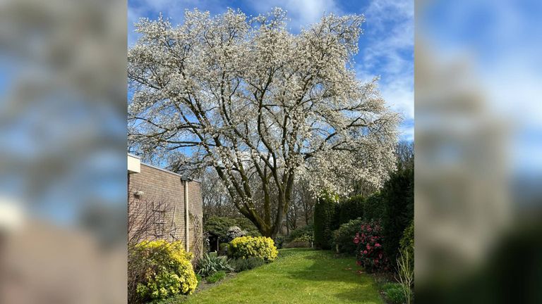 Deze magnolia staat langs de Mondriaanstraat in Waalwijk (foto: K. van Rijswijk).