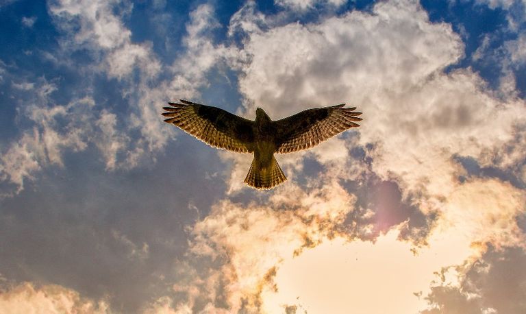 Een buizerd (foto: Pixabay).