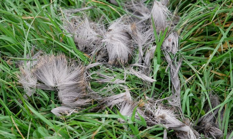 Plukjes haren van een ree (foto: Frans van Asten).