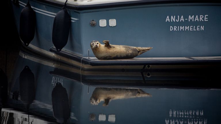 De zeehond lag rustig op de achterkant van een boot (foto: Marcel Raafs).