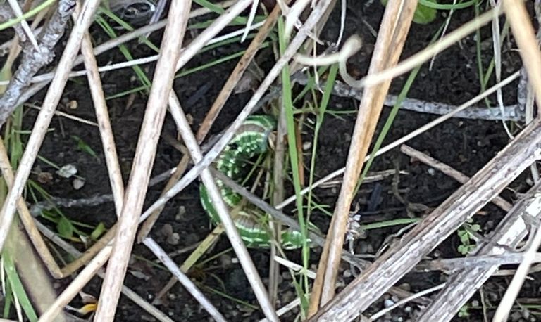 De rups van de dennenpijlstaart (foto: Lilyan Maas).