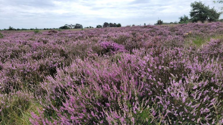 De Strabrechtse Heide staat er prachtig bij (foto: Shyamen Bollen).