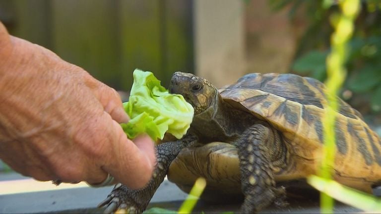 Een lekker blaadje sla voor de wegloper (beeld: Omroep Brabant).