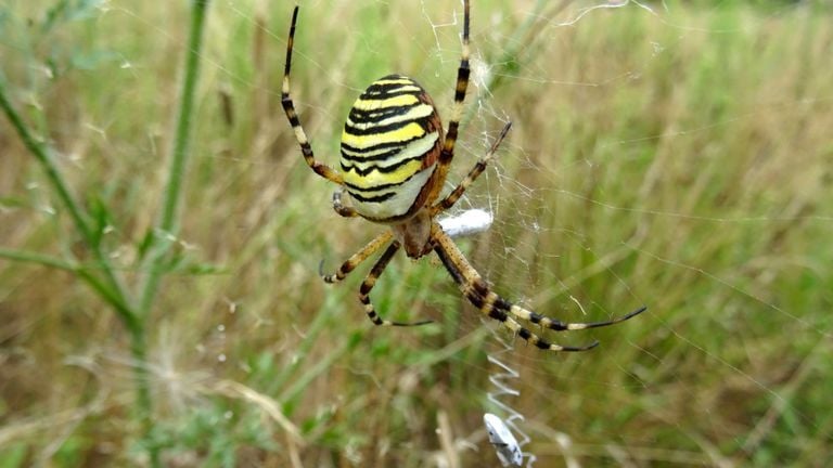 Een wespspin (foto: Loes Westgeest).