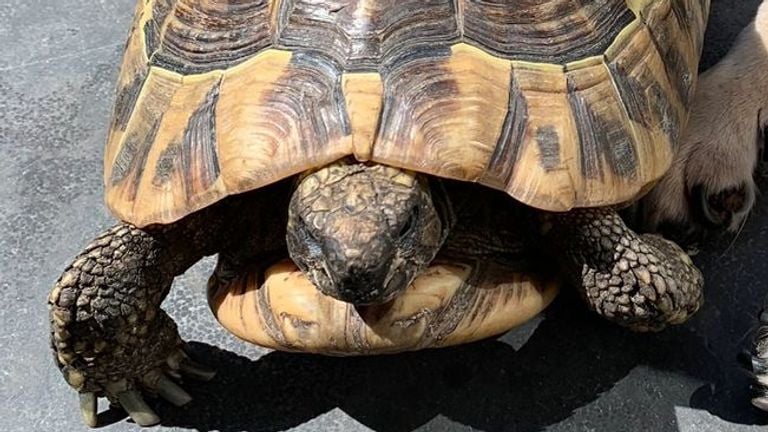 Theo de schildpad (foto: familie Maas).