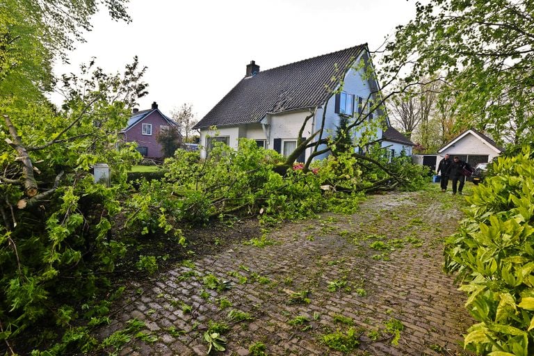 Drie bomen omgewaaid in Knegsel (foto: Rico Vogels/SQ Vision).