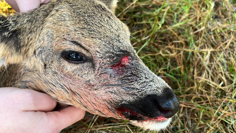 Dode ree (Foto: Natuurmonumenten Jan Meesters). 