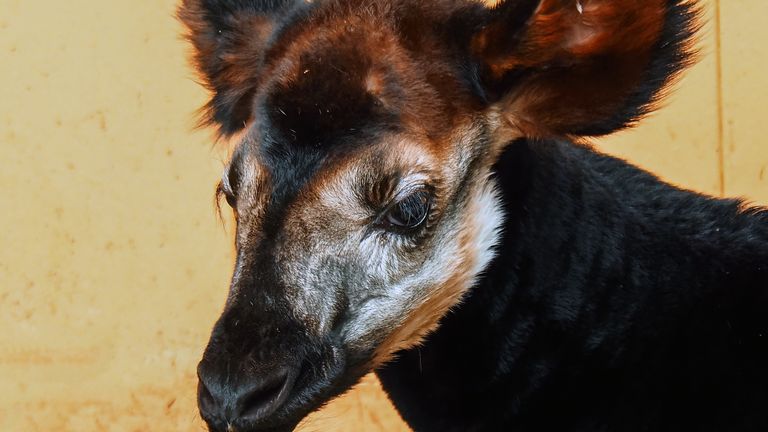 Foto: Beekse Bergen/Mariska Vermij - van Dijk.