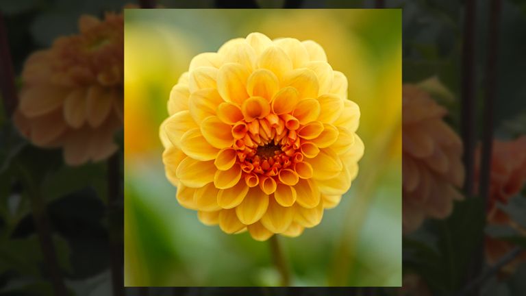 Dit jaar erg in trek bij de bouwers: dahlia de Golden Scepter