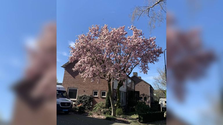 Deze boom in bloei staat op de Margrietstraat in Nijnsel (foto: Hans van den Boom).