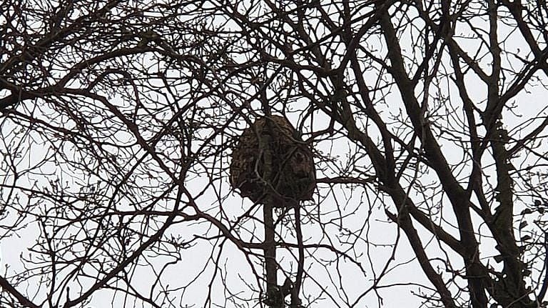 Een nest van een Aziatische hoornaar (Foto: Lennert Brokx)