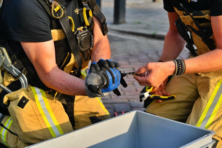 Brandweer knipt kauw uit de boom (foto: Rico Vogels/SQ Vision).