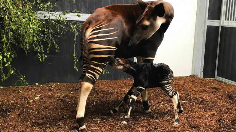 Guus bij zijn moeder. (Foto: Safaripark Beekse Bergen)