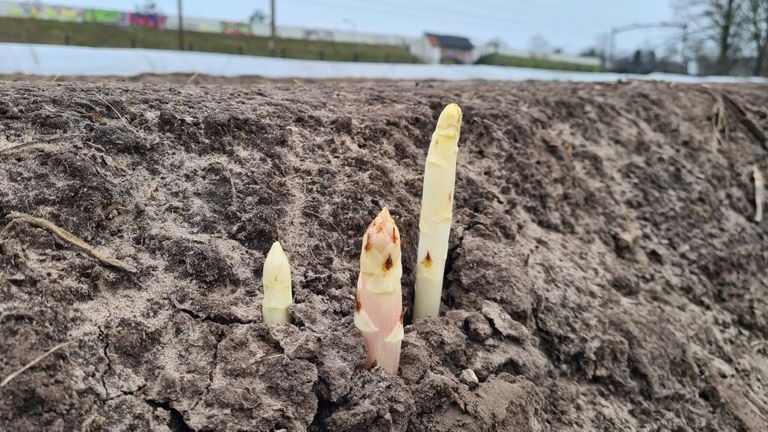 De eerste asperges (foto: Noël van Hooft)