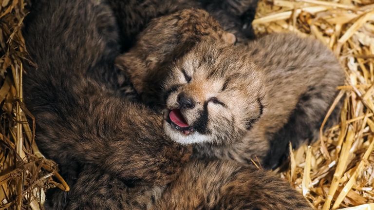 Safaripark Beekse Bergen is trots op de geboorte van de welpjes (foto: Beekse Bergen).