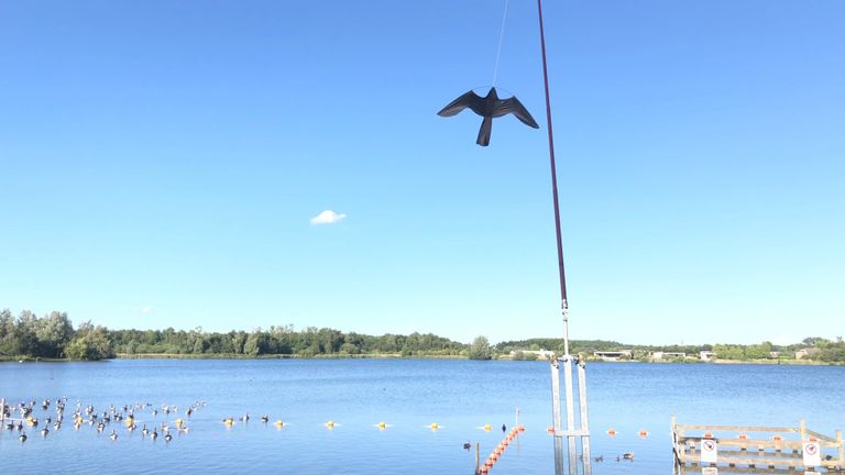 Een nep-roofvogel moet de ganzen afschrikken bij de Bredase Asterdplas, maar werkt niet.