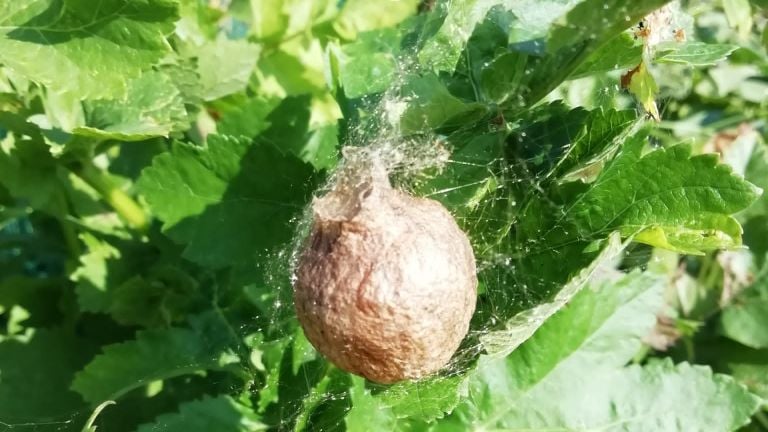 Deze mooie cocon van een wespspin hing aan een pastinaak (foto: Fons Metsaars).