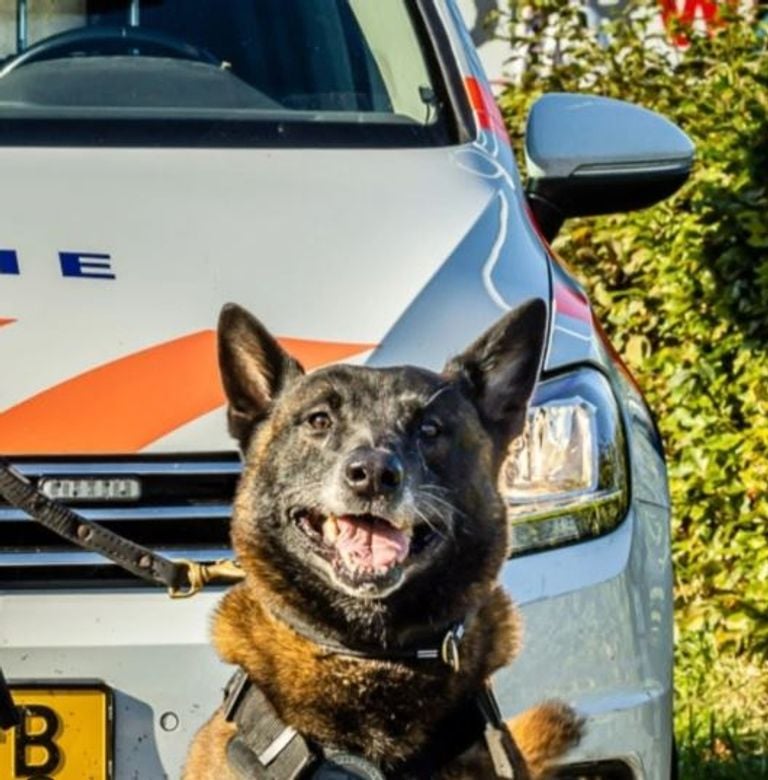 Politiehond Rudy (foto: Instagram politiehonden Zeeland-West-Brabant). 