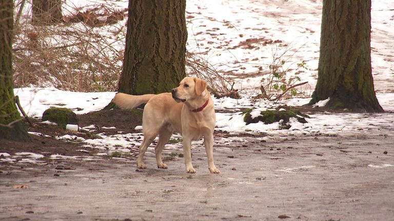 Loslopende honden vormen een gevaar voor rustende reeën en broedende vogels.