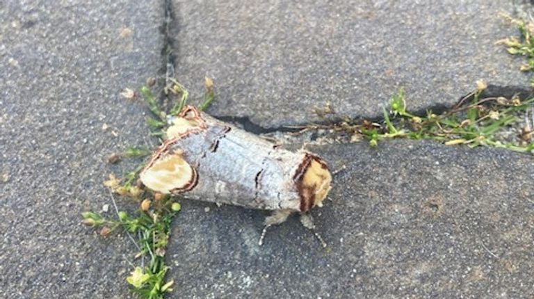Een wapendrager (foto: Jasper van Buul).