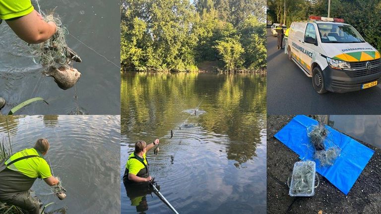 Dierenopvang Hart van Brabant behoeden vissen voor de stroperij (foto: politie Basisteam Groene Beemden).