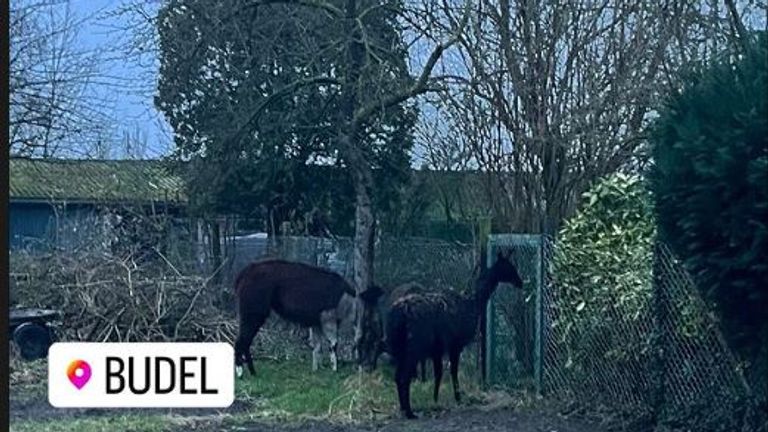 Agenten vingen de alpaca's in Budel (foto: Instagram politie Cranendonck-Heeze-Leende).