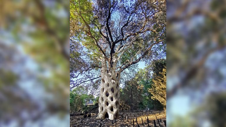 Een toekomstplaatje van hoe de boom er later uit gaat zien (afbeelding: Storix).