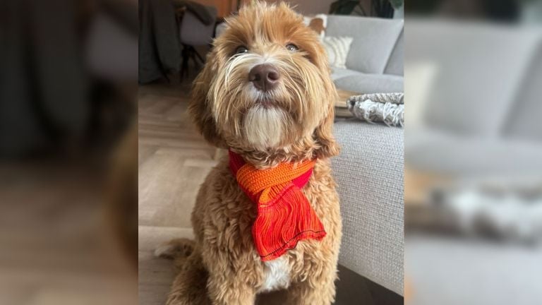 Ziggy viert ook carnaval.