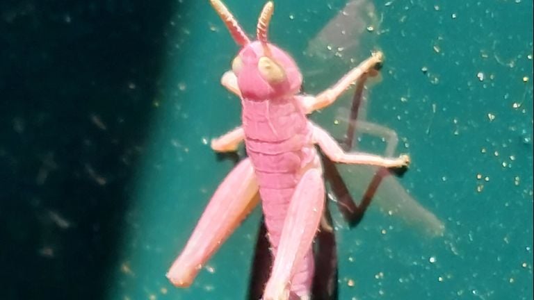 Een roze sprinkhaan (foto: Tom Willemsen).