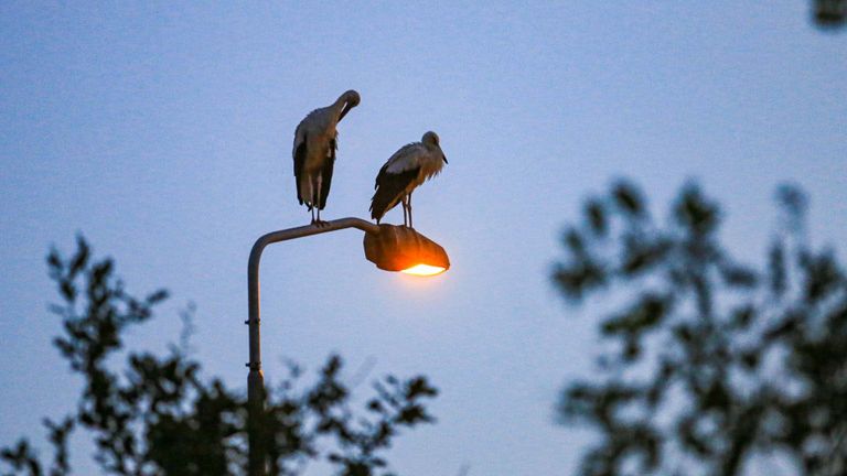 Twee ooievaars vonden hun slaapplekje op deze lantaarnpaal in Ommel (foto: Harrie Grijseels/SQ Vision).