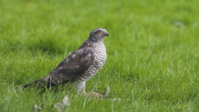 Een sperwervrouwtje (foto: Saxifraga/Martin Mollet).