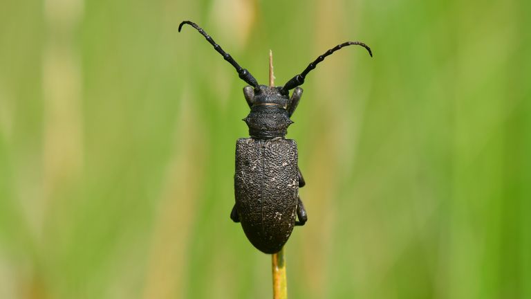 Een weverboktor (foto: Bas van Boxtel).