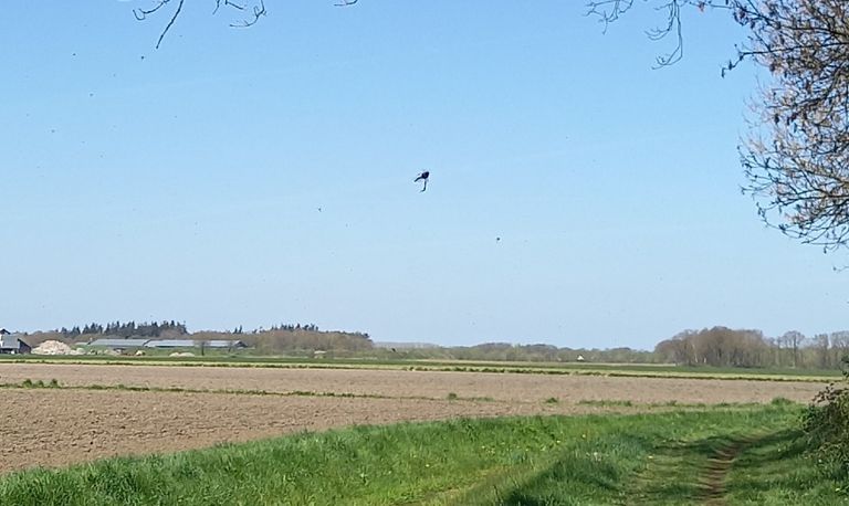 Rouwvliegen vliegen massaal uit (foto: Willy Heesakkers).