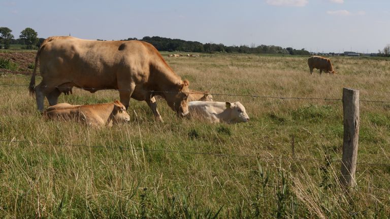 De koeien van Cees de Jong in de Ossendrechtse Noordpolder.