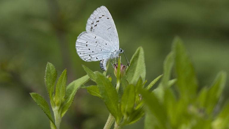 Een boomblauwtje legt eitjes (foto: Vlinderstichting/Henk Bosma).