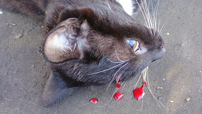 Kat Jut doodgeschoten op het dak van Dennis (foto: Dennis van Paridon).