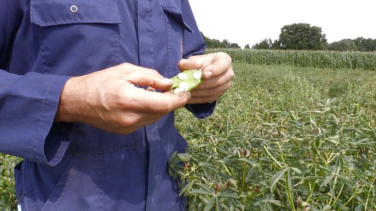 De boontjes van de lupine zitten vol proteïn en vezels.