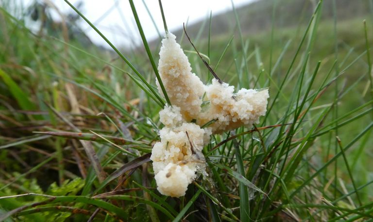 De myxomyceet groot kalkschuim op groen gras (foto: Willy Thijssen).