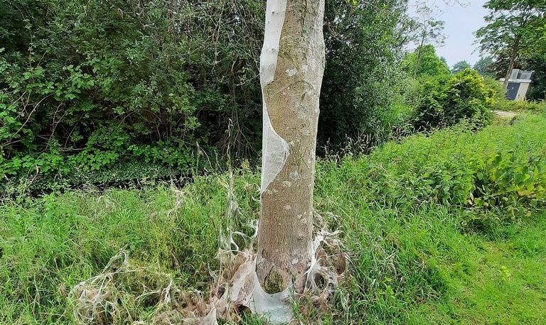 Rupsen pakken boom in (foto: Jan Senders)