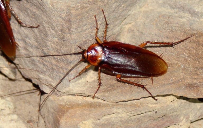 Amerikaanse kakkerlak.